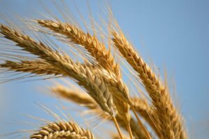 tarwe wind