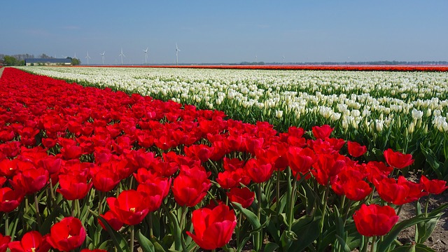 bollenveld tulp bloem