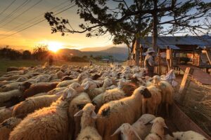 herder schapen 