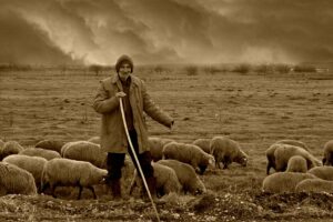 herder schapen