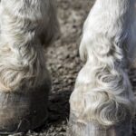 hoeven voeten paard dier