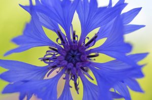 korenbloem blauw bloem