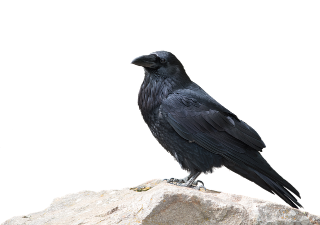 SeniorPlaza | Onze kraai - SeniorPlaza