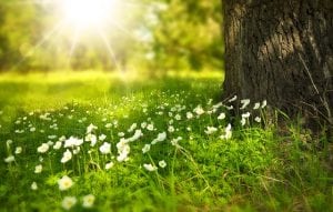 lente zon bloemen pixabay