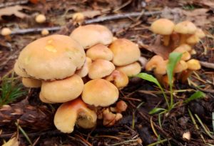 paddenstoelen herfst