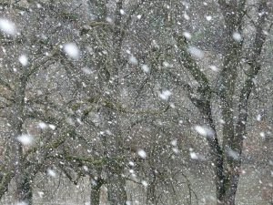 sneeuw boom weer winter