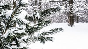 sneeuw tak bos pixabay