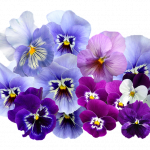 viooltje bloem