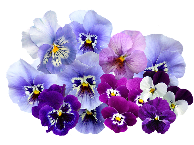 viooltje bloem