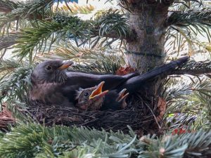 vogel nest kuiken
