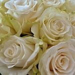 witte rozen roos bloem pixabay