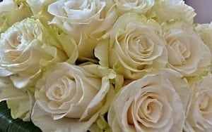 witte rozen roos bloem pixabay