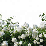 Witte rozen uit Athene
