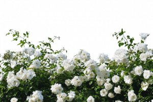 witte rozenstruik bloem roos pixabay