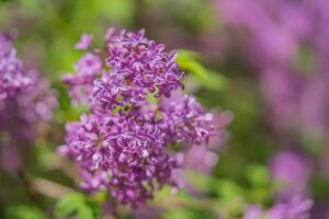bloem sering paars