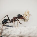 De krekel en de mier