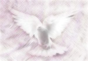duif vliegen licht pixabay
