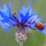 korenbloem lieveheersbeestje bloem blauw