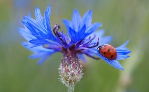 korenbloem lieveheersbeestje bloem blauw