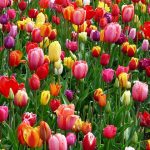 kleur bloem tulp veld
