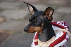 dier hondje kleding