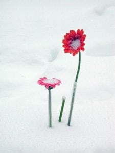 bloem in sneeuw pixabay