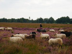 schapen heide herder