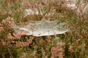 spinrag op hei foto Mieke Jobse