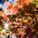 Herfst bladeren zon kleur