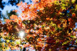 Herfst bladeren zon kleur
