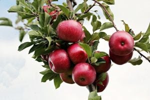 appels in boom pixabay