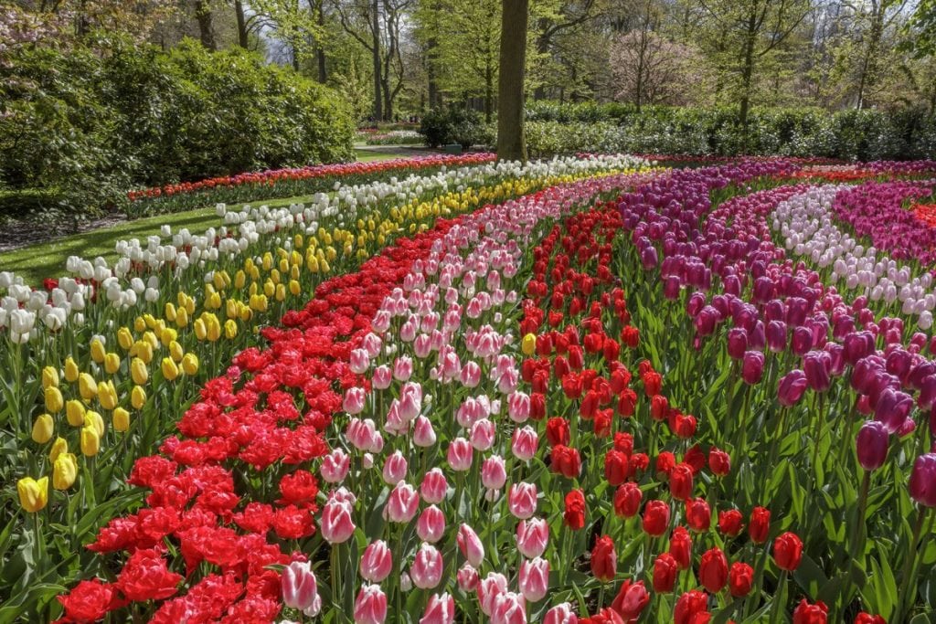 keukenhof foto tulpen event
