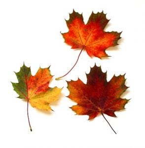 bladeren herfst pixabay