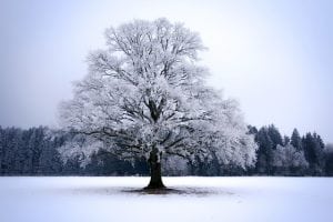 boom in winter sneeuw pixabay