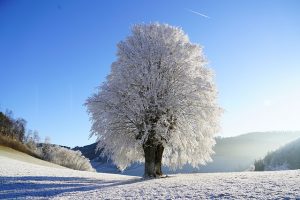 winter boom rijp sneeuw