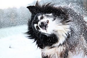 hond sneeuw pixabay
