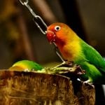 lovebirds papagaai valentijnsdag