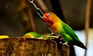 lovebirds papagaai valentijnsdag