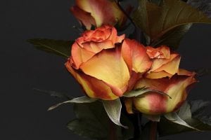 rozen roos bloem pixabay