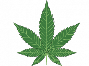 cannabis blad pixabay