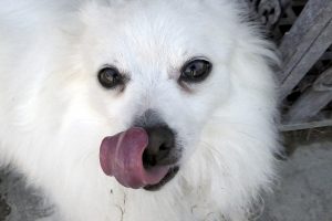 hond likken wit tong