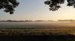polder mist weiland Nederland