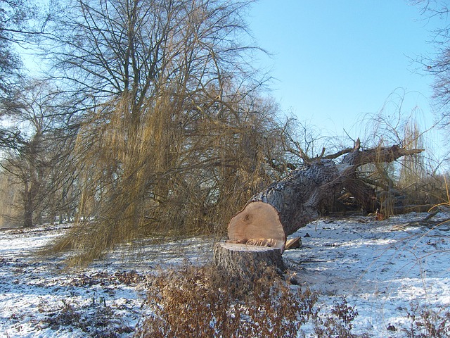 boom kappen sneeuw