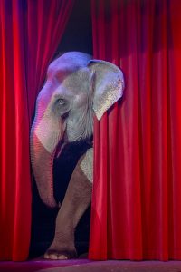 circus olifant dier