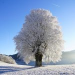 boom sneeuw winter