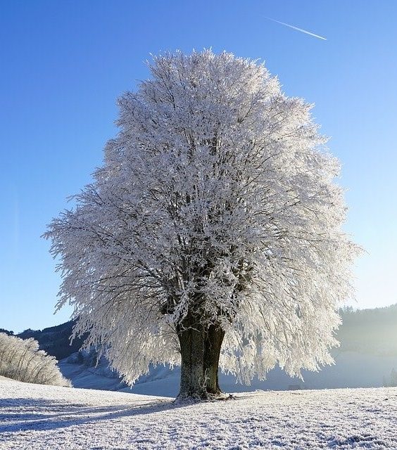 boom sneeuw winter