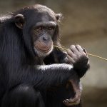 chimpansee aap
