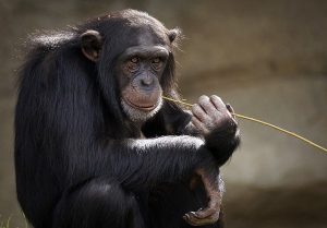 chimpansee aap