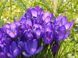 crocus bloem lente paars