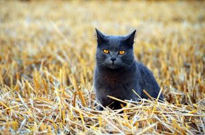 zwart kat stro veld